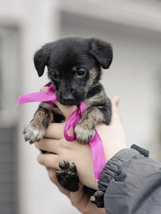 Щенкам нужны семьи