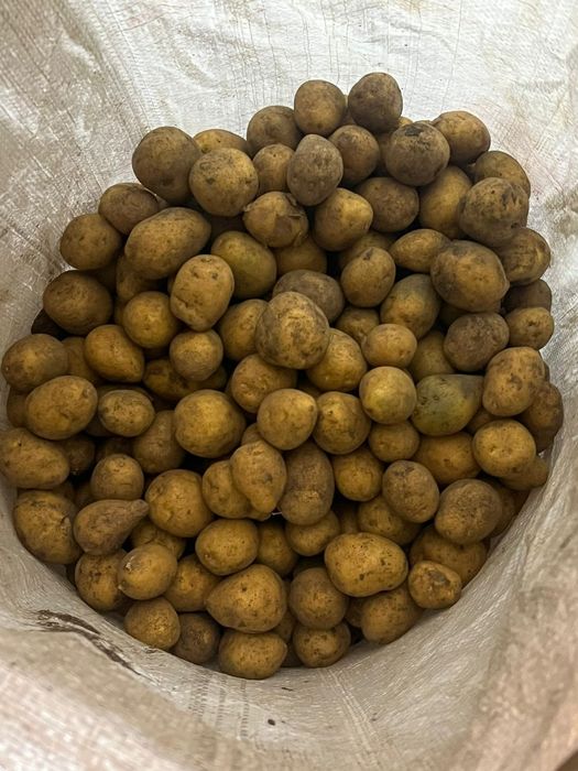 Продам картофель