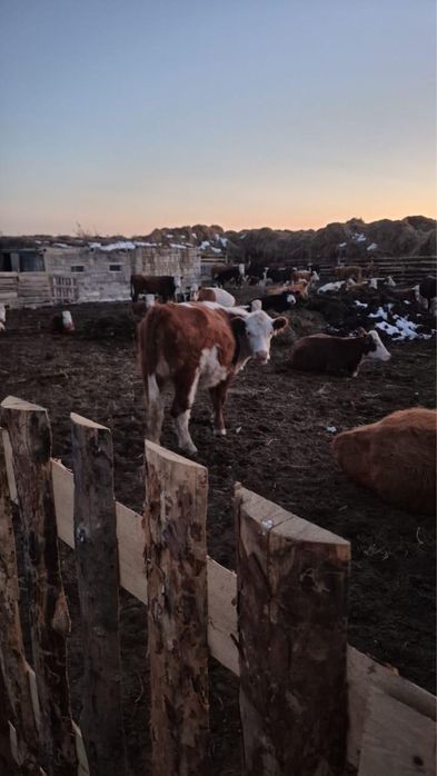 Продам КХ рассмотрю все предоожения