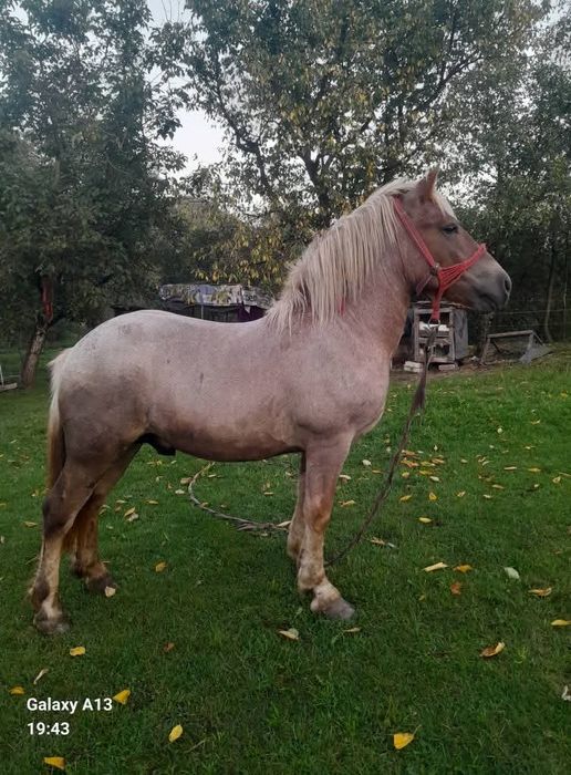 De vanzare sau schimb cu vaca afata sau vitel langa ea