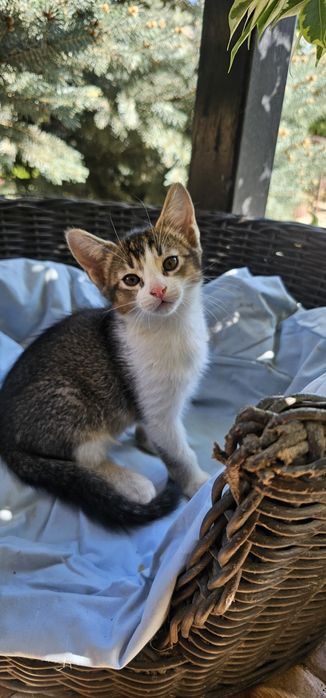 Котёнок 1,5 мес,мальчик. Мама абссинка