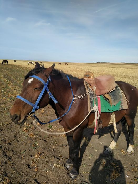 Ат сатылыды мініске жақсы