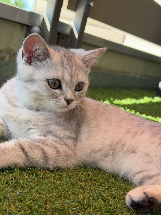 Британска котка на 3 месеца