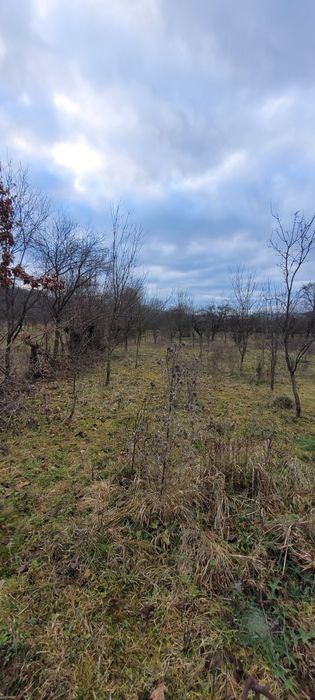 teren intravilan, 1300 mp, cu constructie si livada imprejmuit,asfalt,