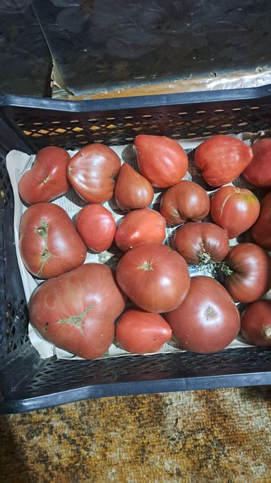 Продам дачные помидоры