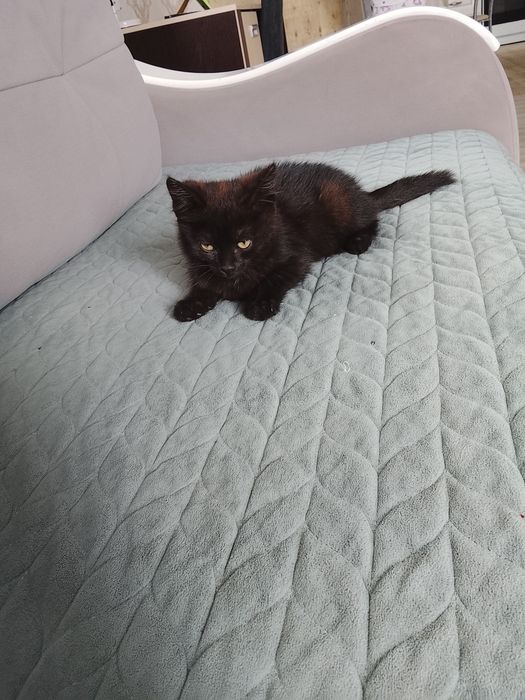 Котята хорошие приучены к туалету