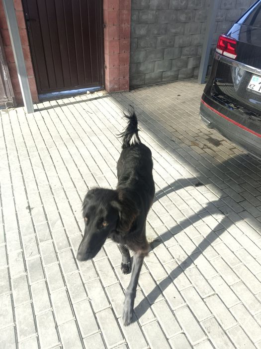 Тазы, возраст 9 месяцев