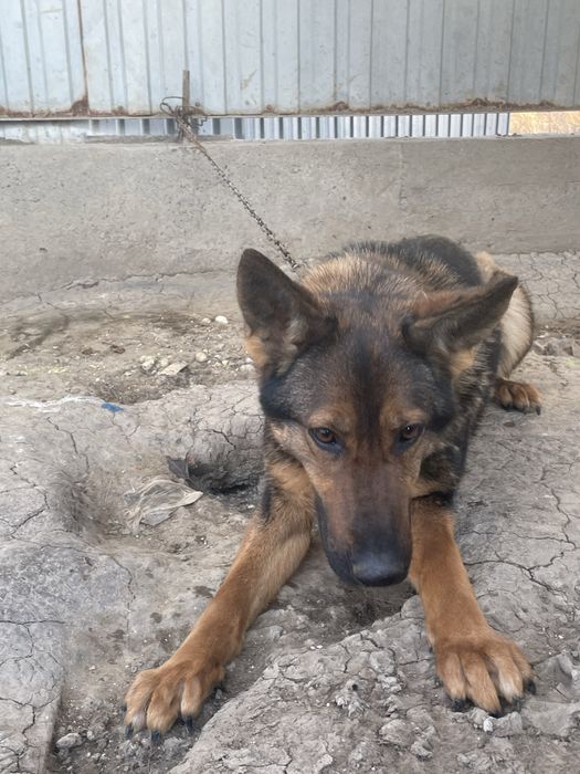 Немецкая овчарка