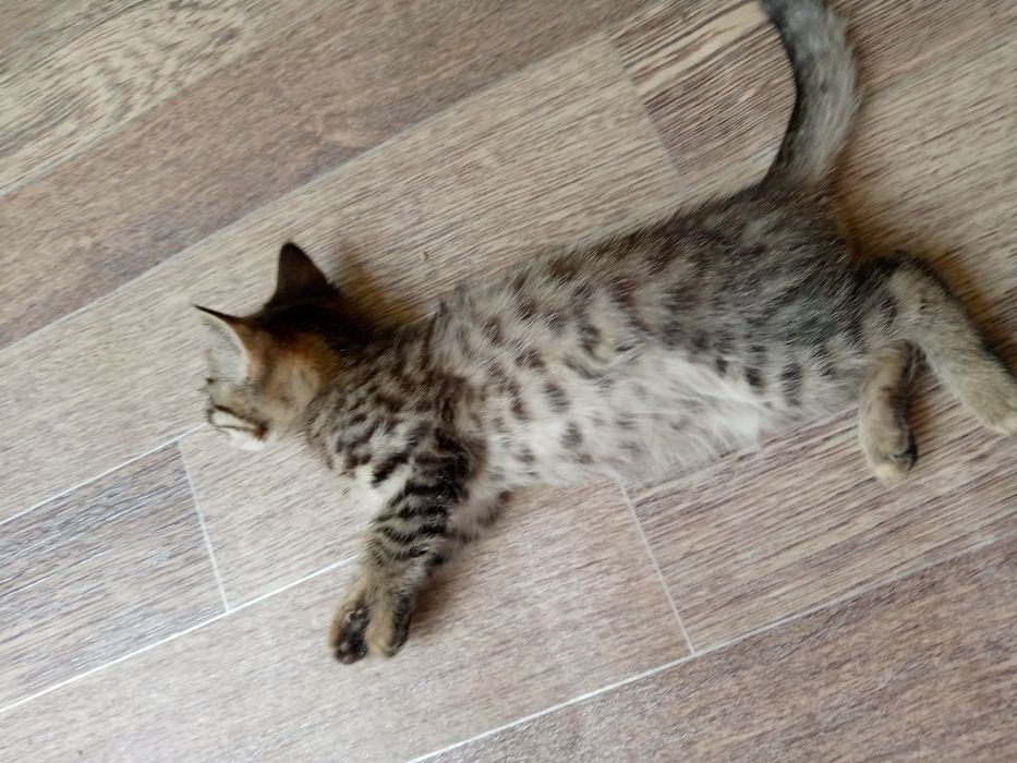 Отдаём котят в добрые руки