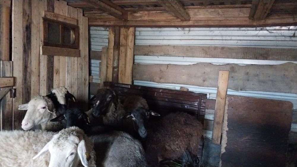 Продам бараны .среднии