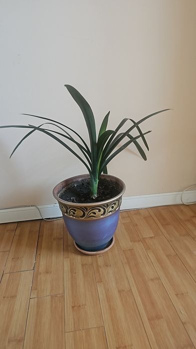 Продам кливию 5000