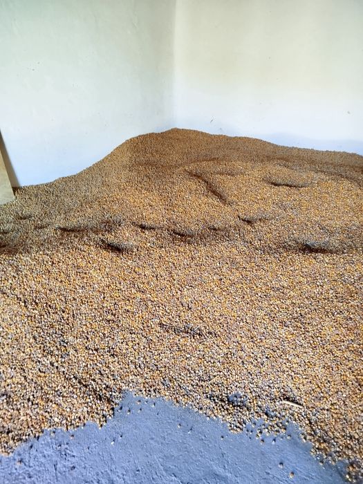 Vānd porumb uscat 0,75 bani / kg