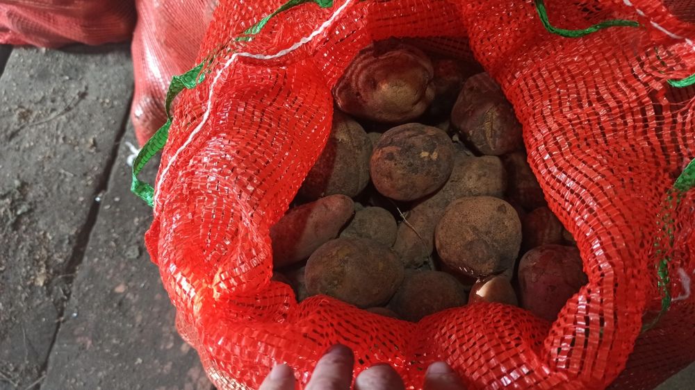 Картофель продам