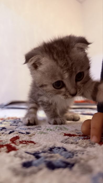 Вислоухий котенок