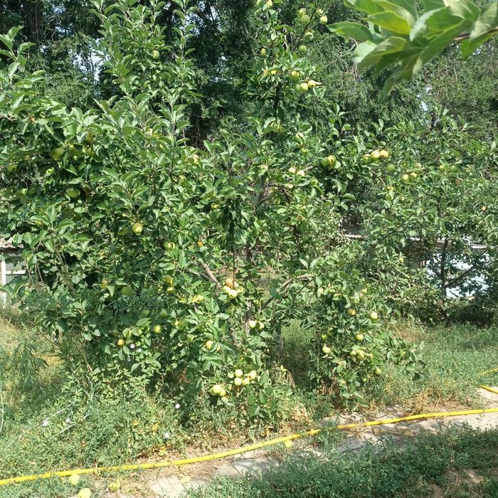 Яблоня карликовая