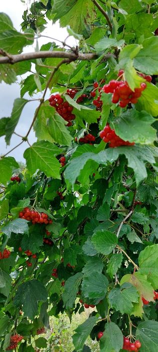 Продам дачу 7.5 соток район телецентра