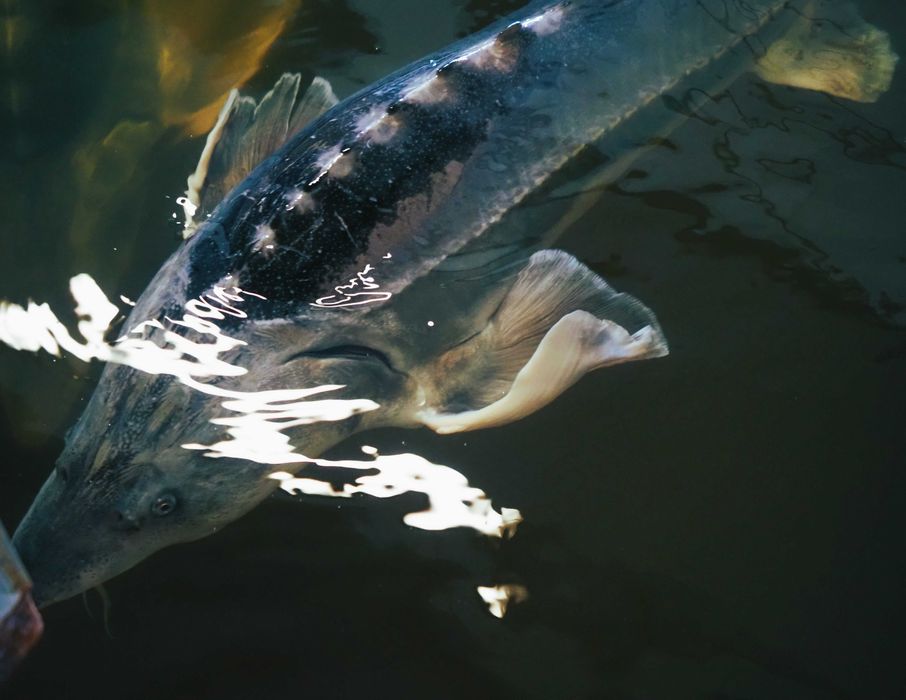 Furaje sturion Skretting Italia