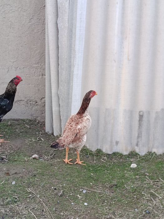 Dakan tovuq sotiladi