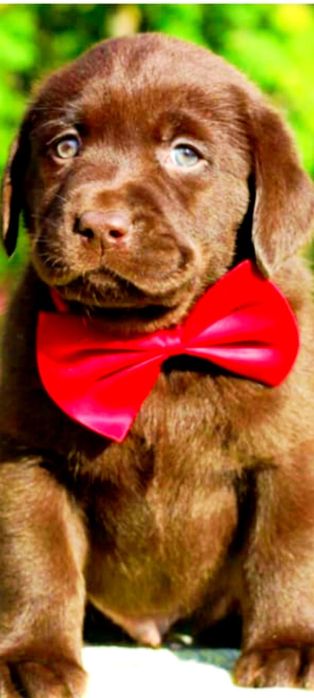 Щенки лабрадора ретривера