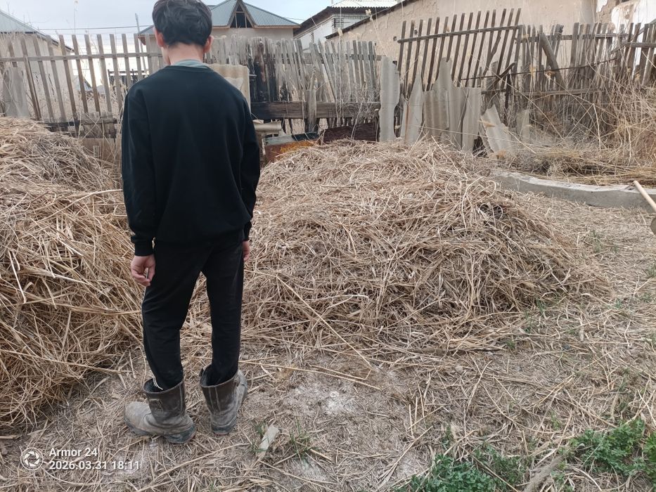 Қамыс,жоңышқа аралас шөп