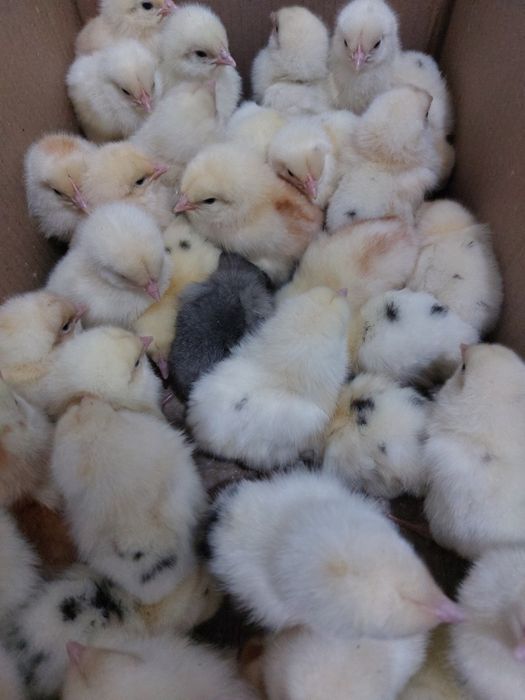 Хаммаси 100 % товук чикади. Хай-Лайн ва Ломан Сенди жужалари. Jojalar