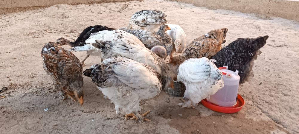 Цыплята, мощний балапандар