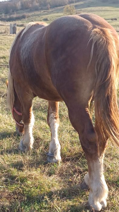 Armăsar de vânzare