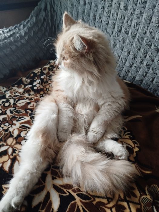 Потерялся кот в казкрае