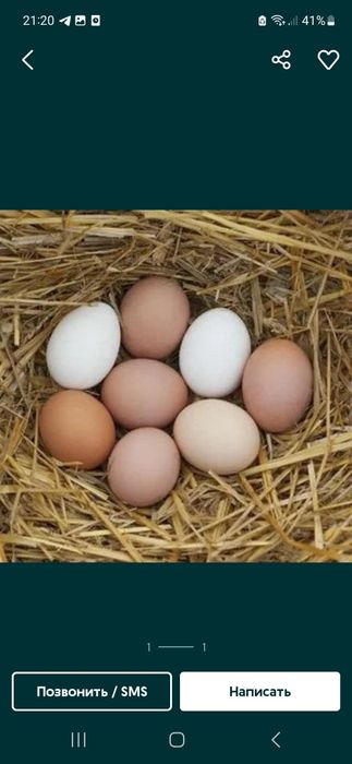 Damashni Tuxum Sotiladi.10+1