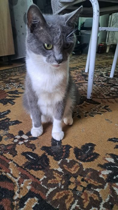 Кошка отдам даром