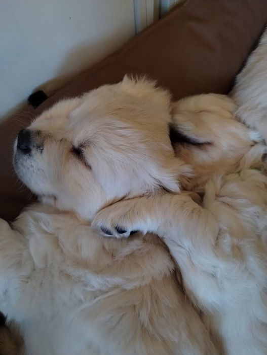 Голдън ретривър момченце родословен баща