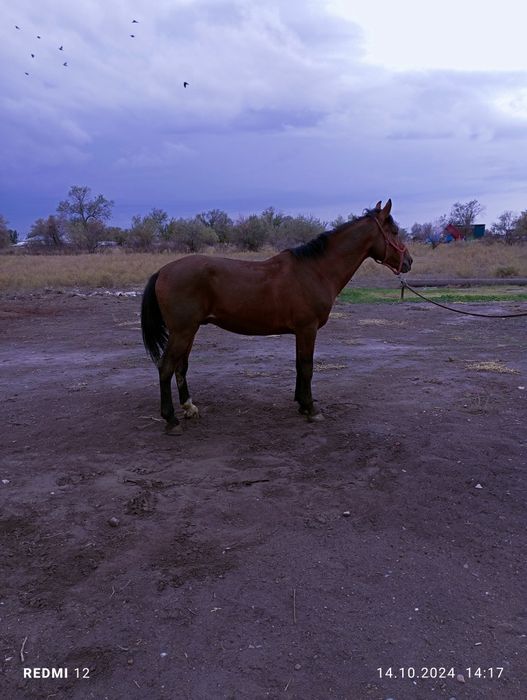 Айғыр сатылады. Торг бар.