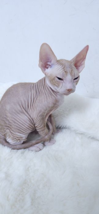 Продаётся сфинкс