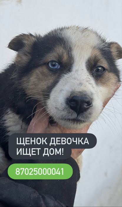 Милые щенки ищут дом!