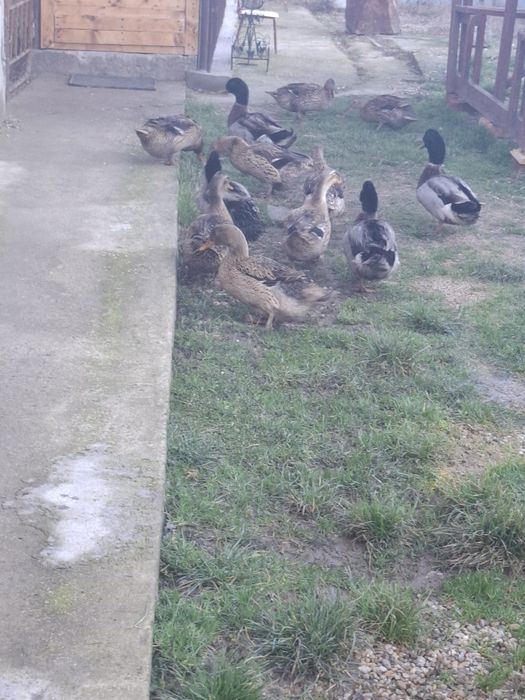 Vând rațe sălbatice