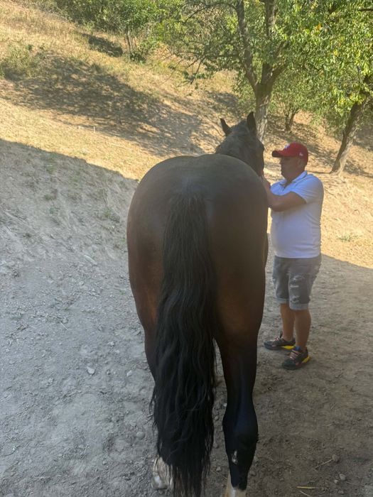 Mânz de un an și 11 luni