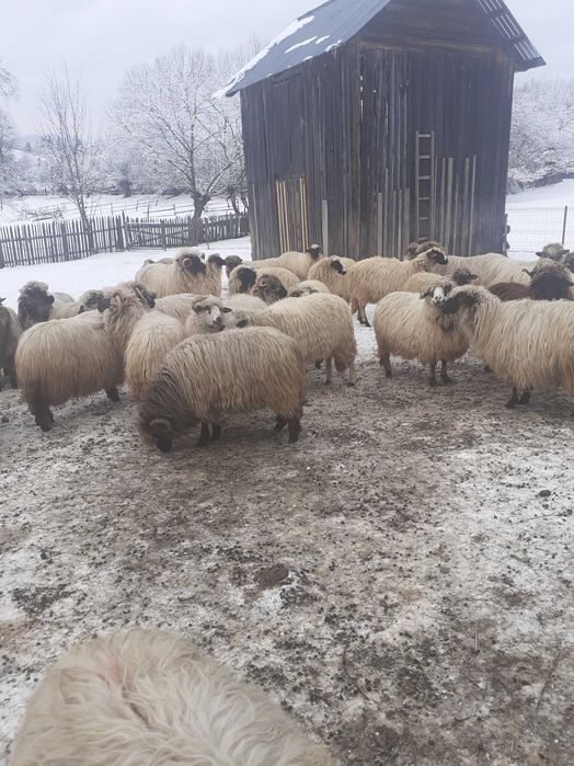 vand 20 de oi pe ales