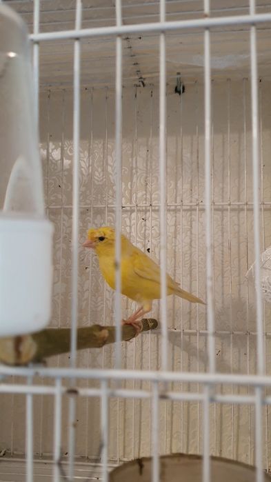Продаю канарейку самка