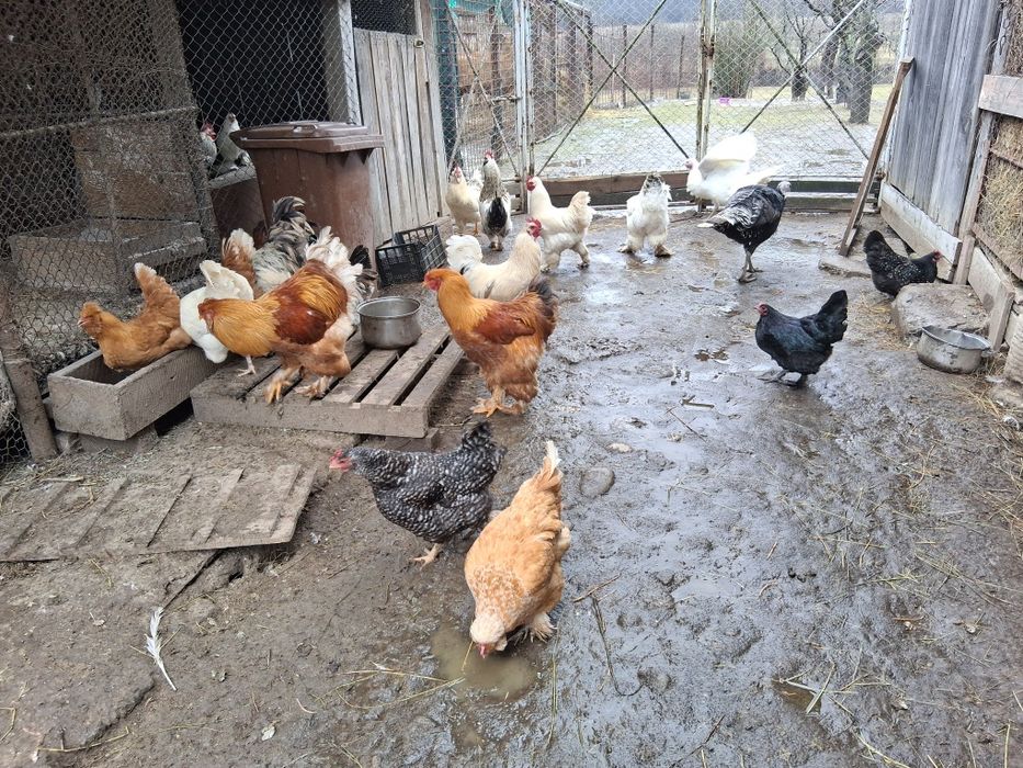 Vand gaini si cocosi de tara 120 lei bucata