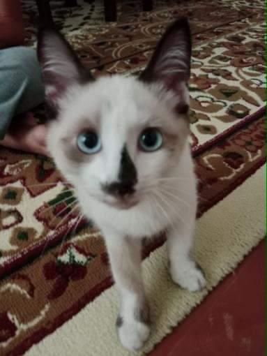 Сиамская парода