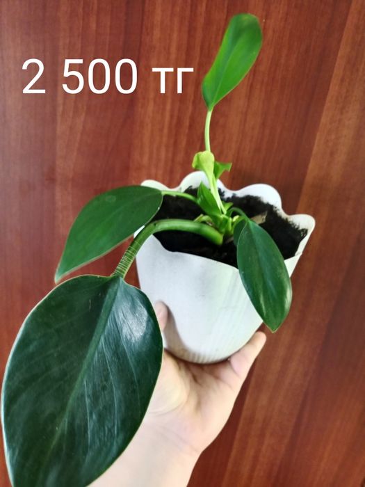 Продам коллекцию фелодрон