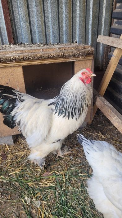 Продам светлую браму петух курица