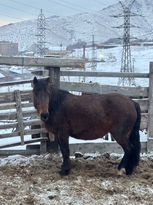 Продается Кобыла жеребая