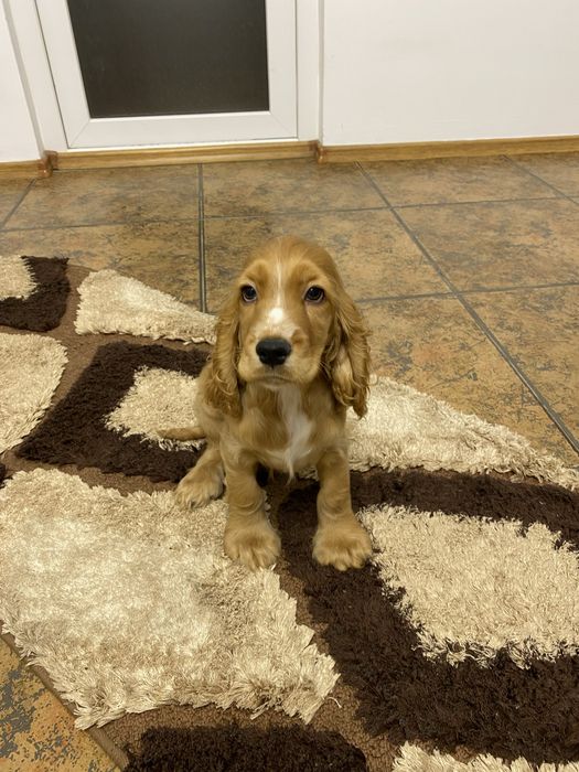 Cocker spaniel baiat