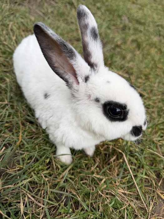 Iepuri de vanzare + un iepuroi rasa pura rex