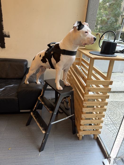 Америкаски стаффордширски териерчета