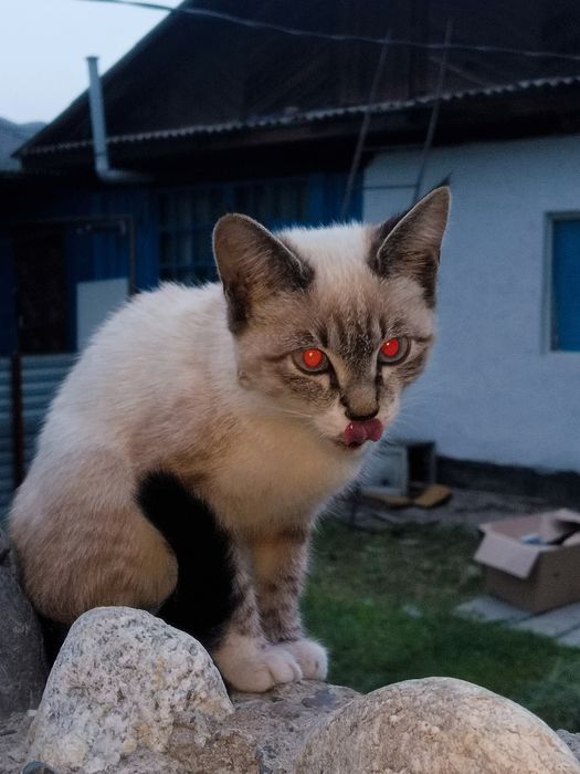Котик к хорошим рукам