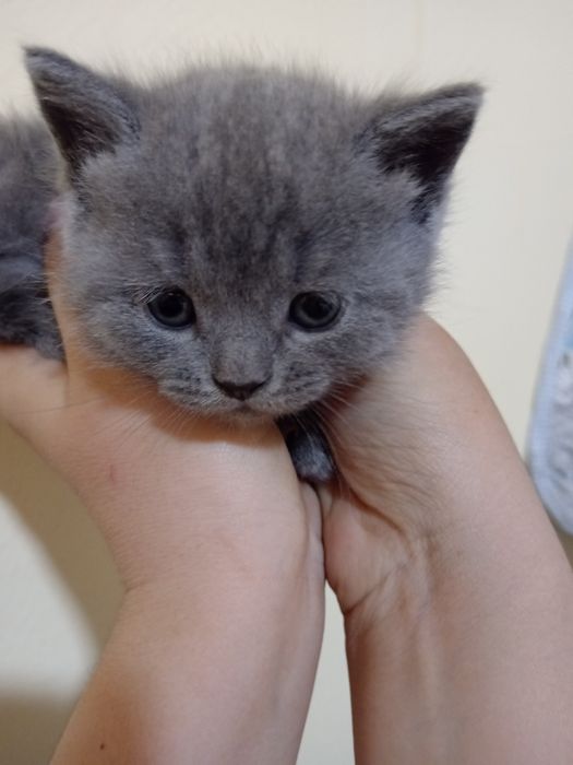 Bititaniski mushukchalar