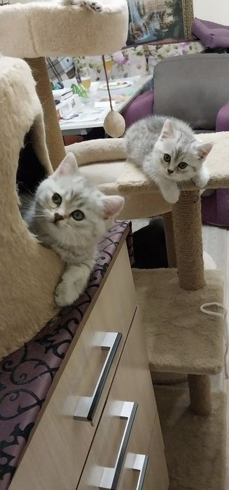 Породистые Британские котята