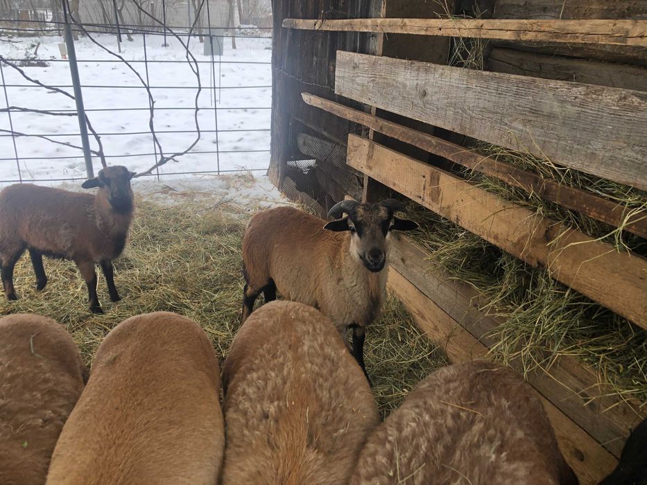 oi camerun aparat de tuns bio